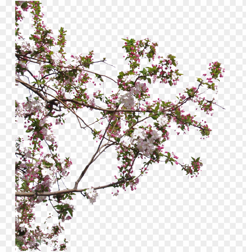 Detail Peach Tree Png Nomer 7