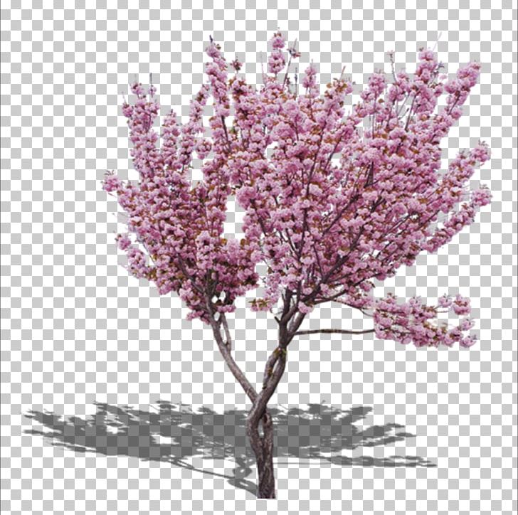 Detail Peach Tree Png Nomer 10