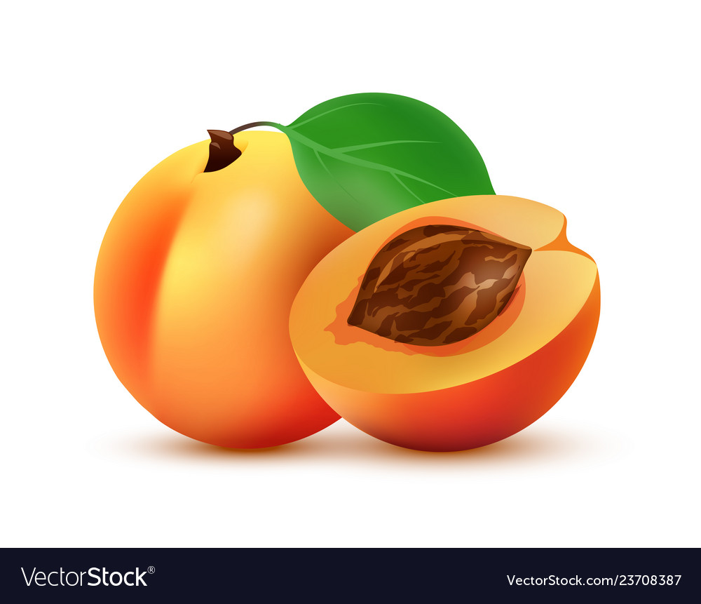 Detail Peach Vector Image Nomer 18