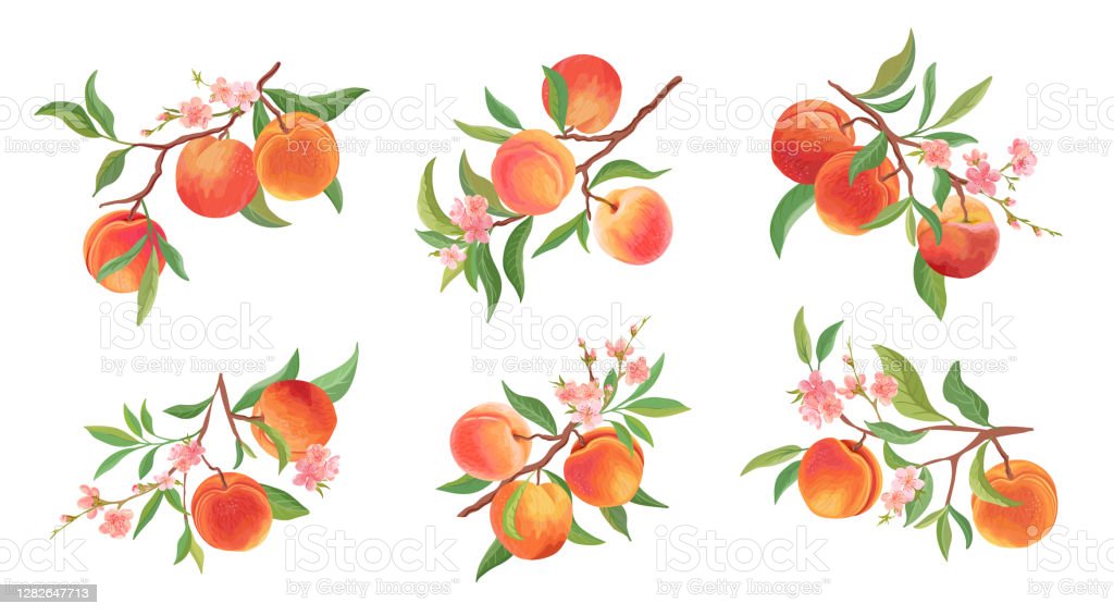 Detail Peach Vector Image Nomer 28