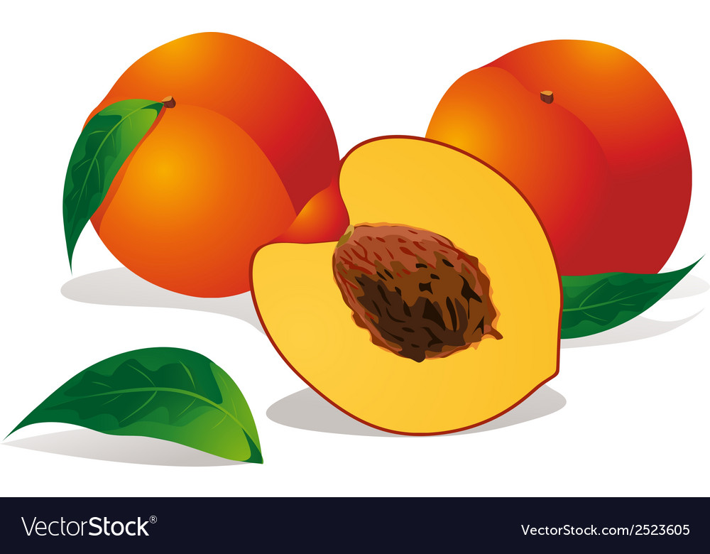 Detail Peach Vector Image Nomer 32