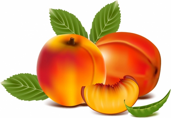 Detail Peach Vector Image Nomer 39