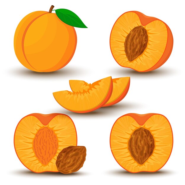 Detail Peach Vector Image Nomer 45