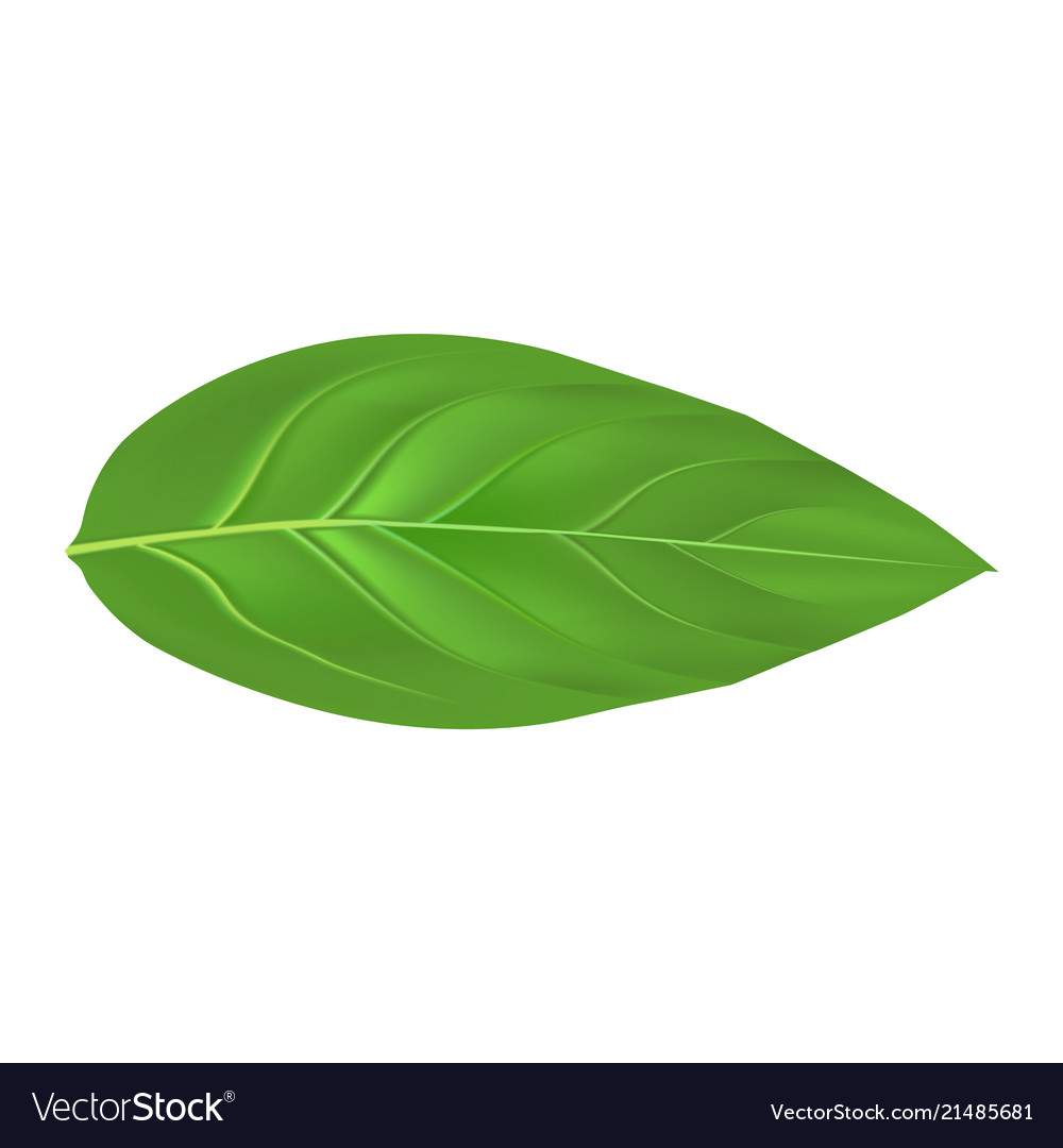 Detail Peach Vector Image Nomer 46