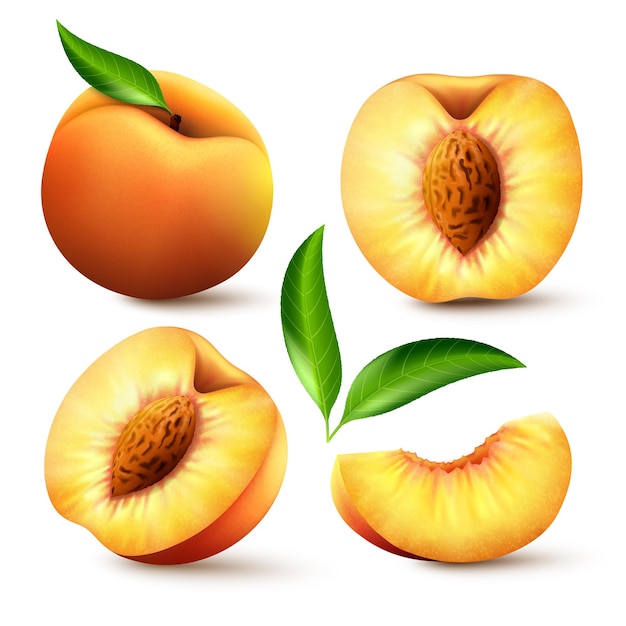 Detail Peach Vector Image Nomer 51
