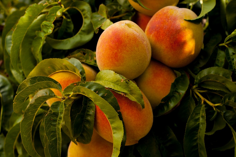 Detail Peaches Download Nomer 14