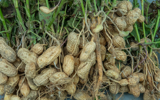 Detail Peanut Crops Images Nomer 36