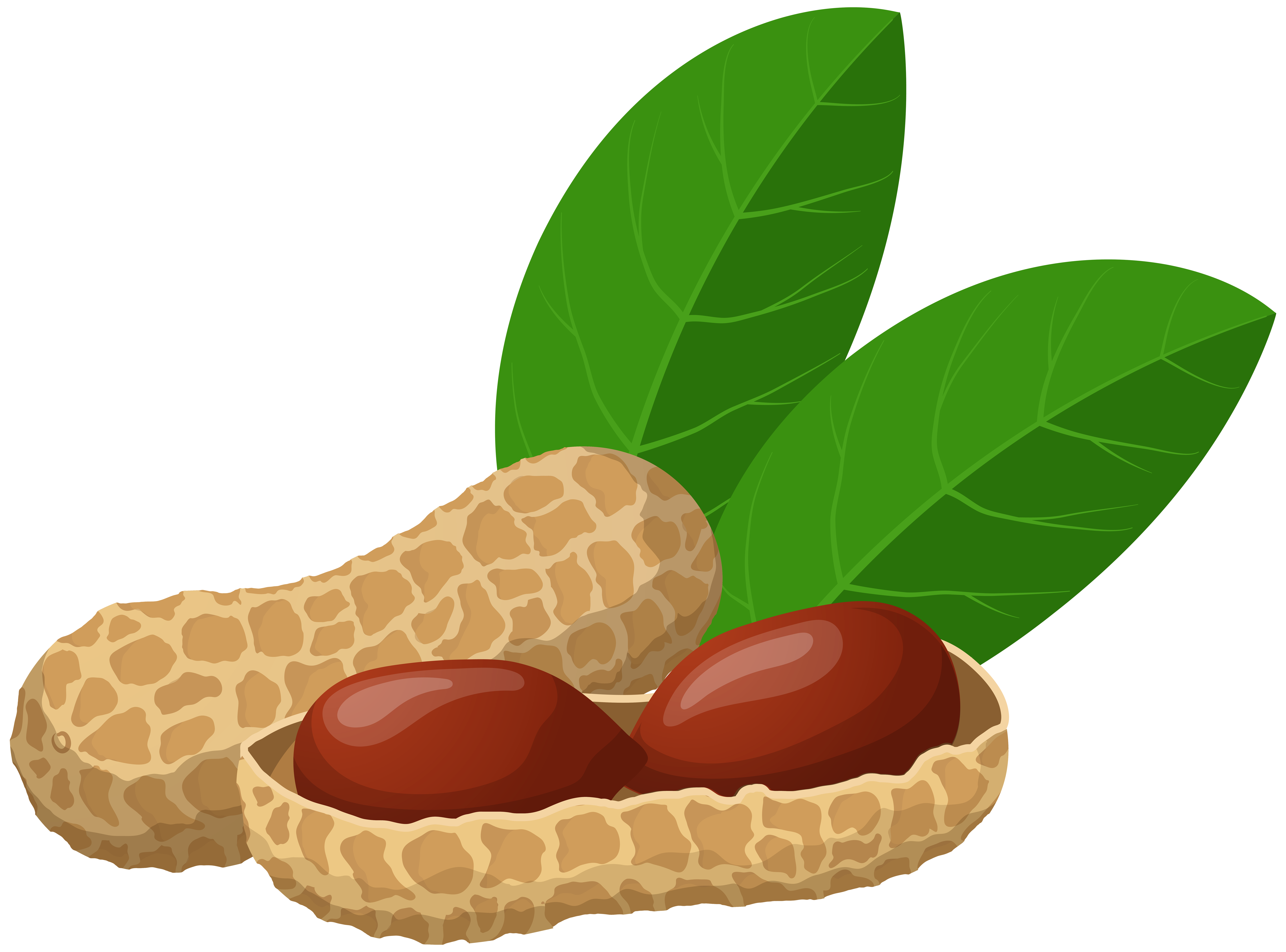 Detail Peanut Transparent Nomer 13