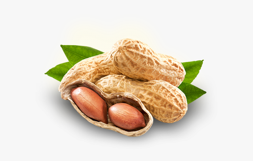 Detail Peanut Transparent Nomer 21