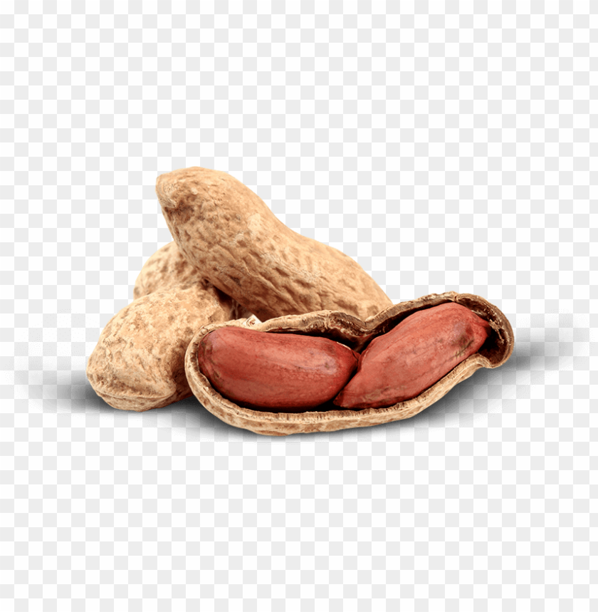 Detail Peanut Transparent Nomer 25