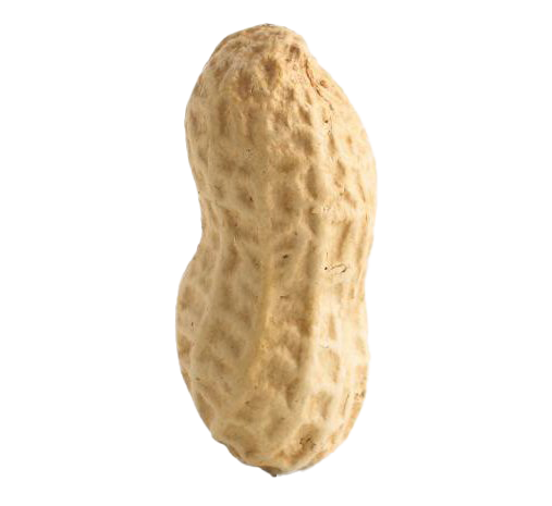 Detail Peanut Transparent Nomer 31