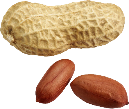 Detail Peanut Transparent Nomer 41