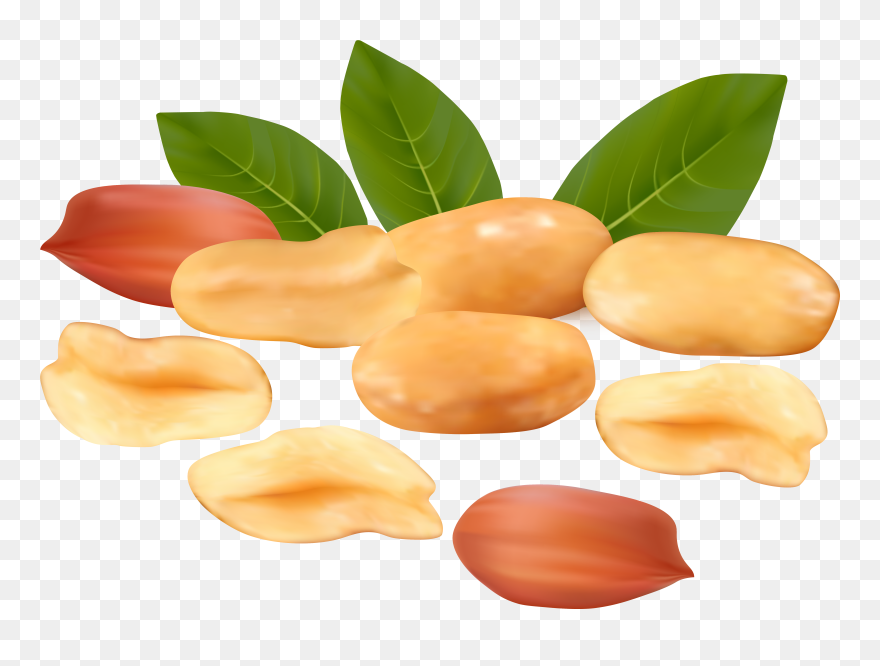 Detail Peanut Transparent Nomer 42