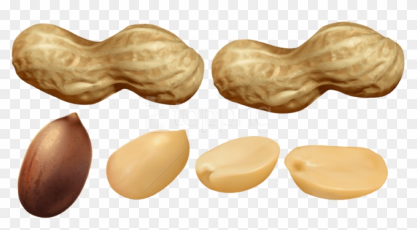 Detail Peanut Transparent Nomer 43