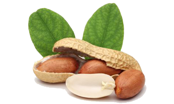 Detail Peanut Transparent Nomer 47