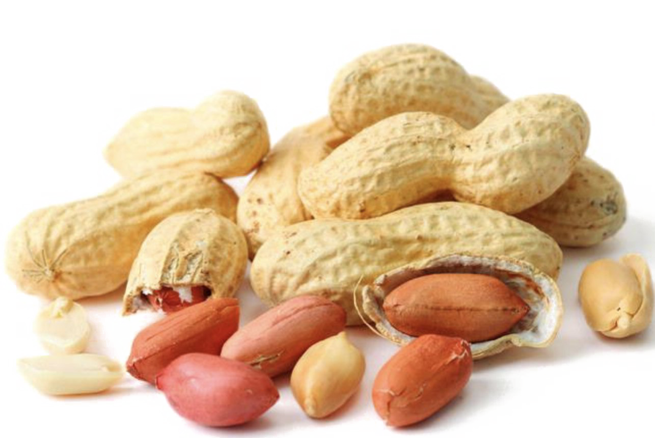 Detail Peanut Transparent Nomer 51