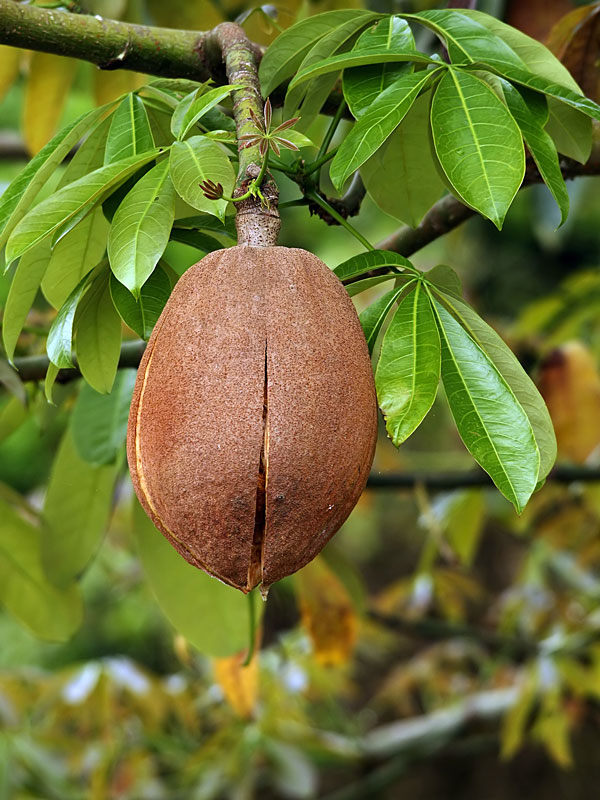 Detail Peanut Tree Images Nomer 29