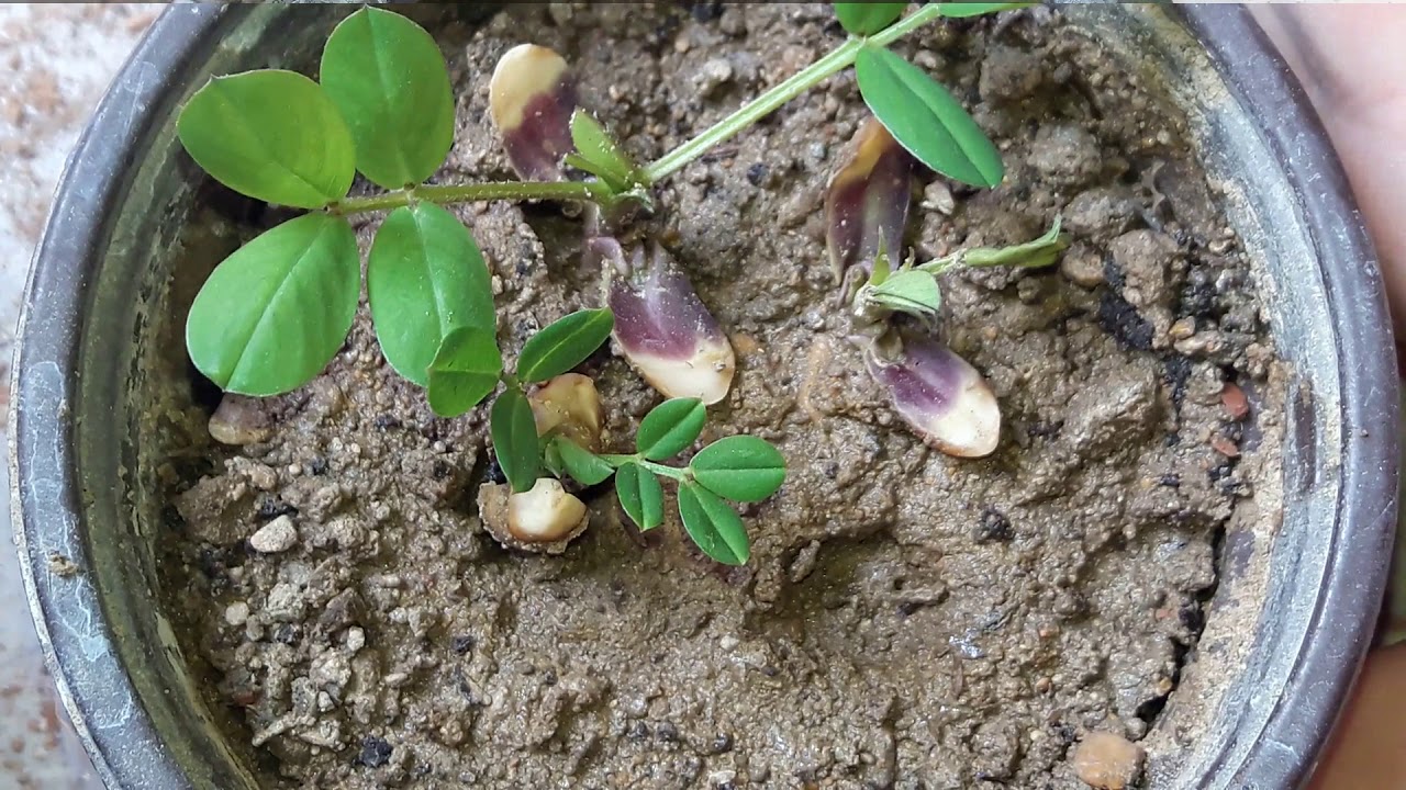 Detail Peanut Tree Images Nomer 55