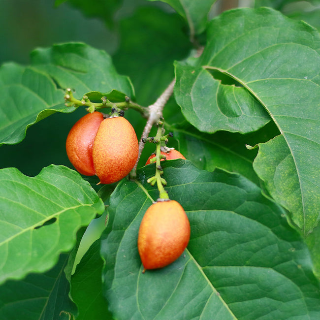 Detail Peanut Trees Pictures Nomer 39