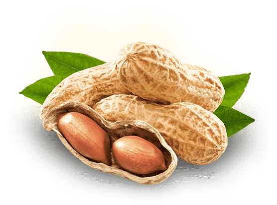 Detail Peanuts Pics Nomer 37