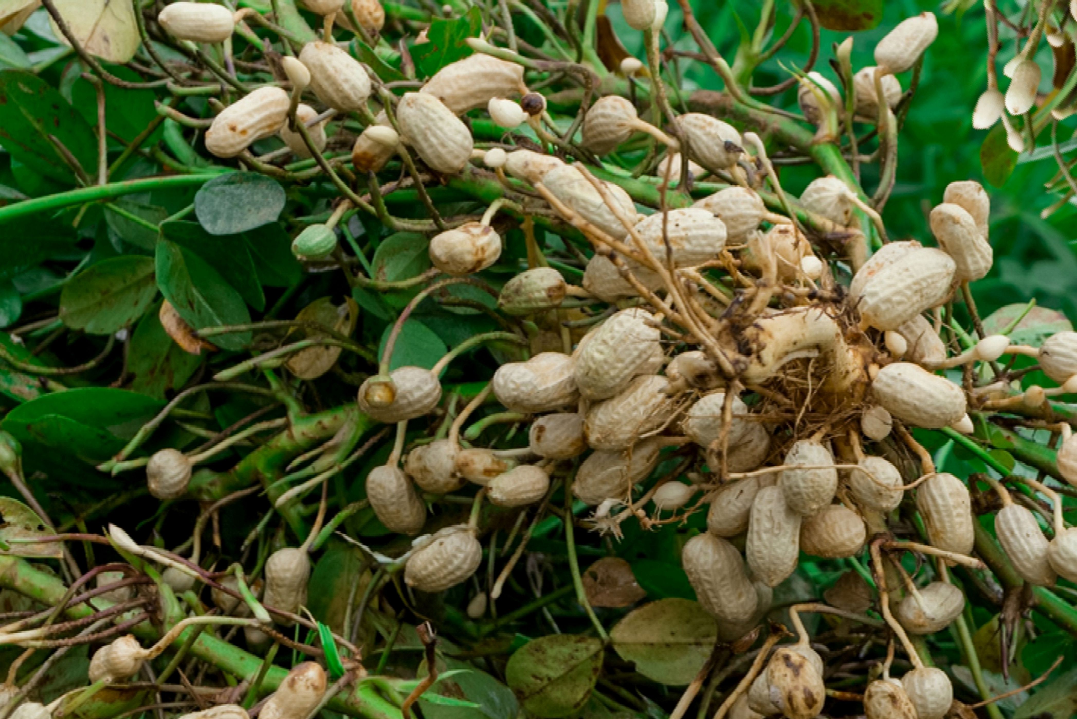 Peanuts Plants Pictures - KibrisPDR