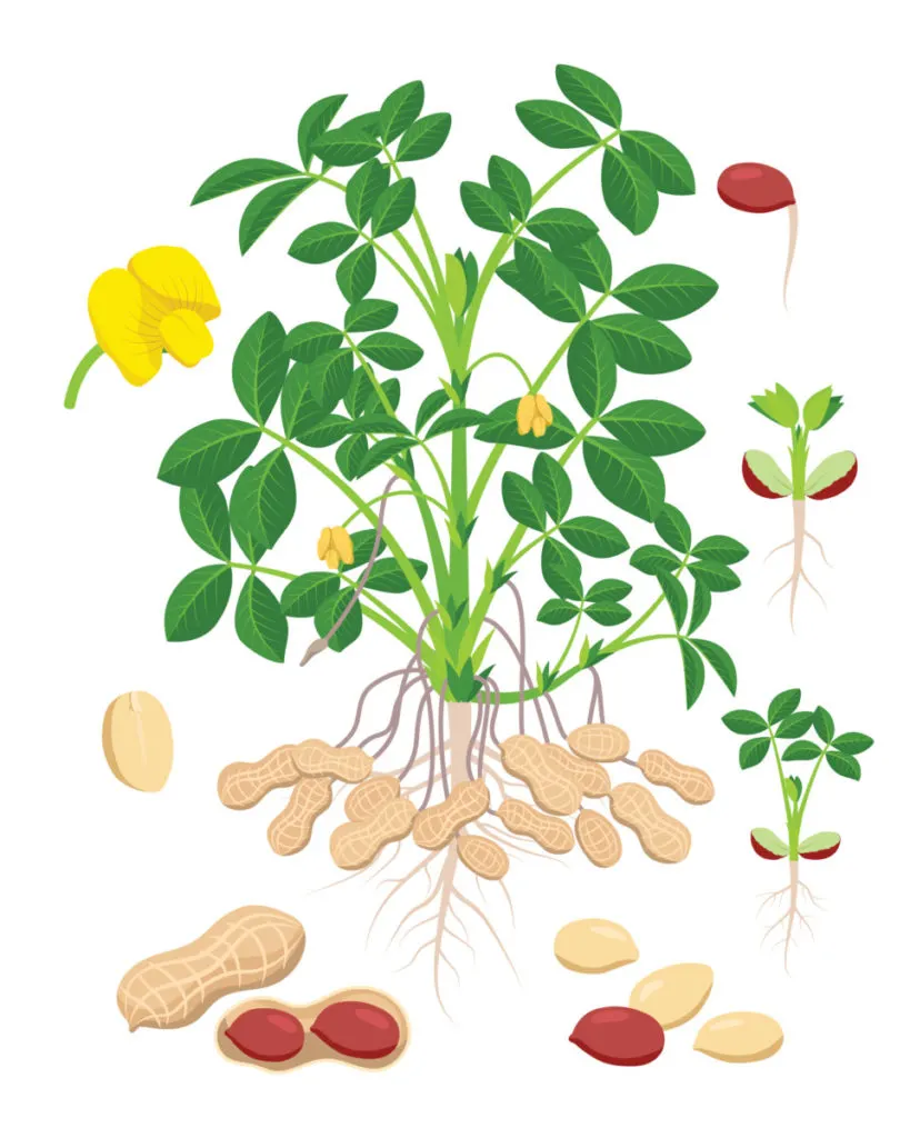 Detail Peanuts Plants Pictures Nomer 18