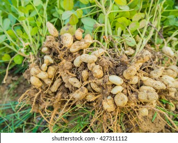 Detail Peanuts Plants Pictures Nomer 57