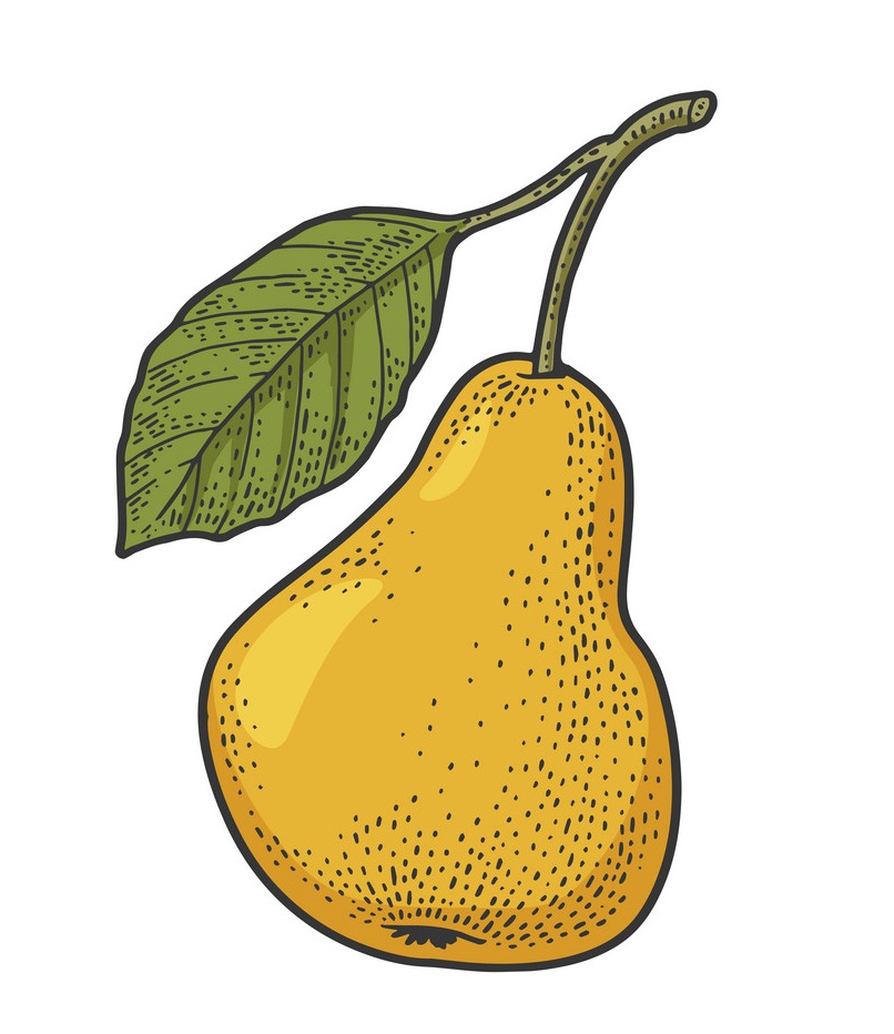 Detail Pear Fruit Clipart Nomer 37