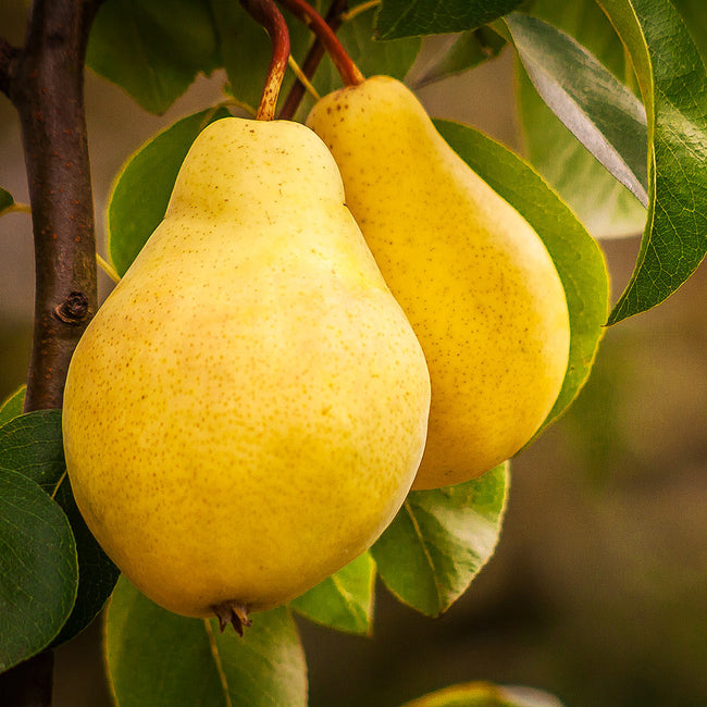 Detail Pear Image Nomer 32
