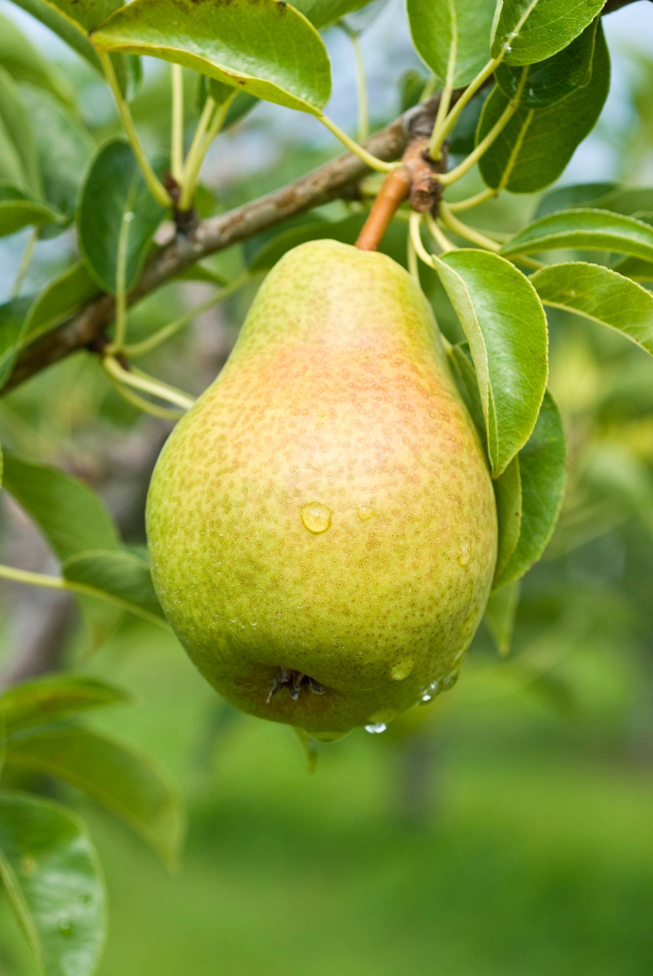 Detail Pear Image Nomer 37