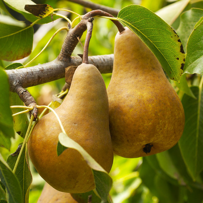 Detail Pear Image Nomer 45