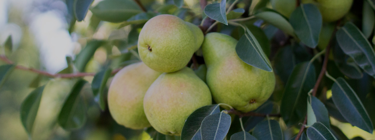 Detail Pear Image Nomer 46