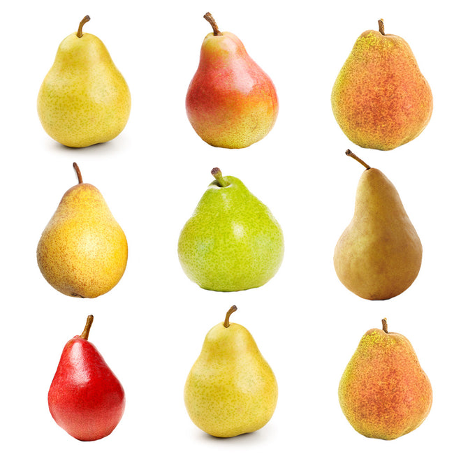 Detail Pear Image Nomer 6