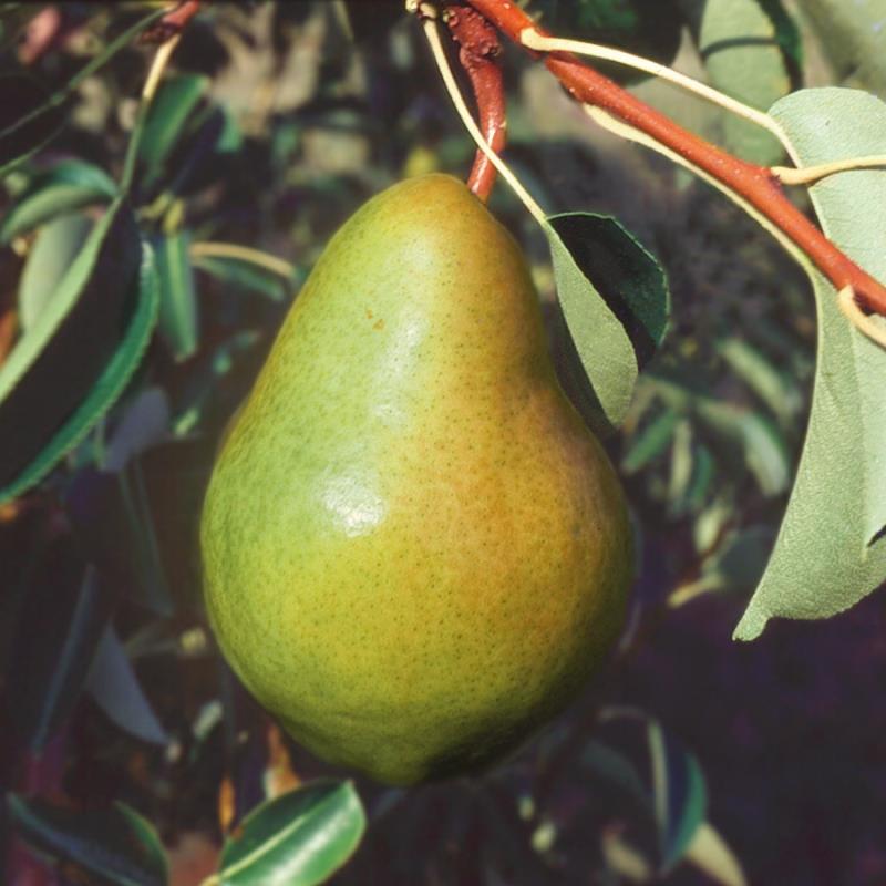 Detail Pear Image Nomer 53