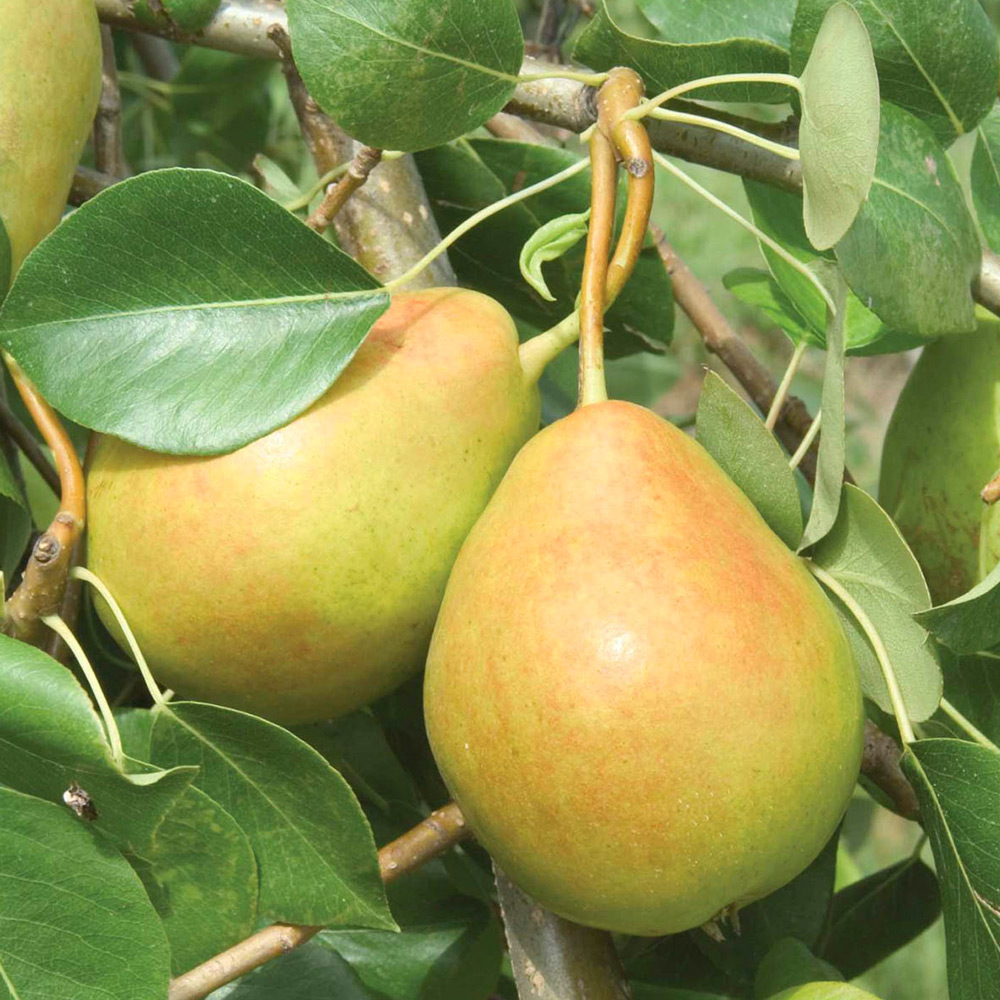 Detail Pear Image Nomer 56