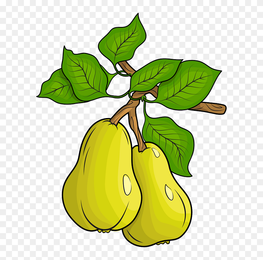 Detail Pear Images Clip Art Nomer 25