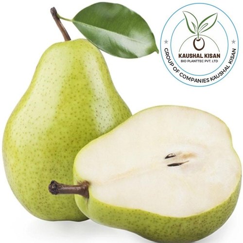 Detail Pear Images Fruit Nomer 4