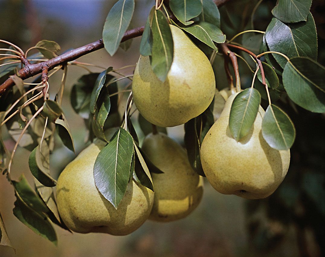 Detail Pear Images Fruit Nomer 51