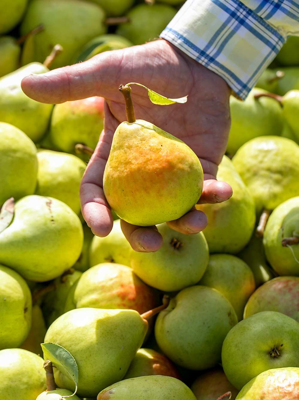 Detail Pear Images Fruit Nomer 52
