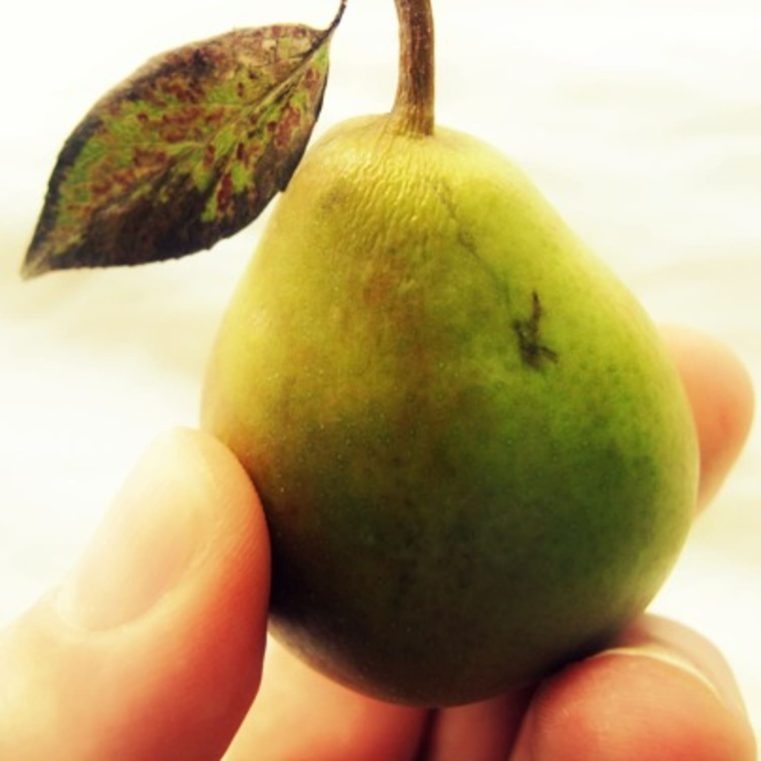 Download Pear Pic Nomer 50