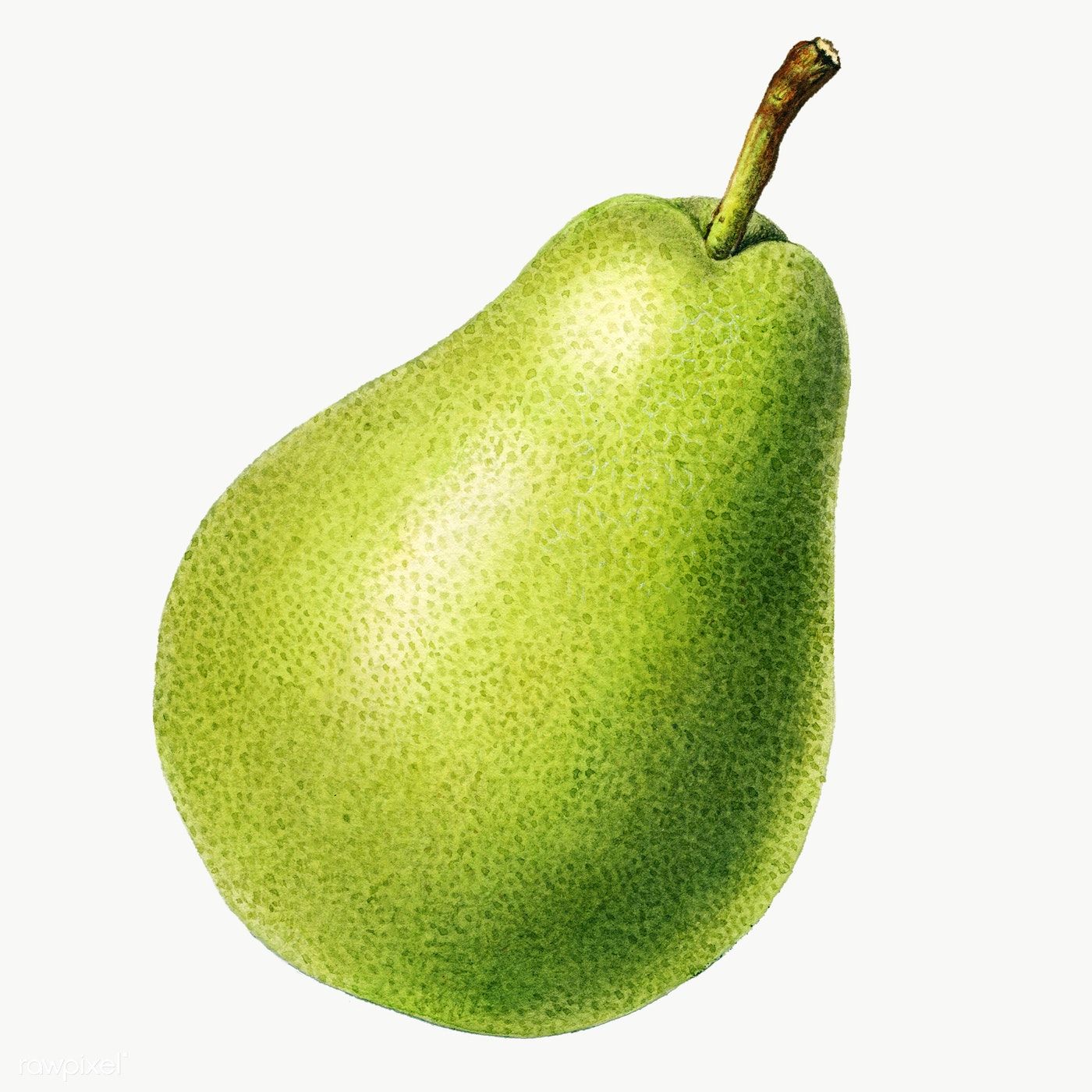 Detail Pear Png Nomer 24