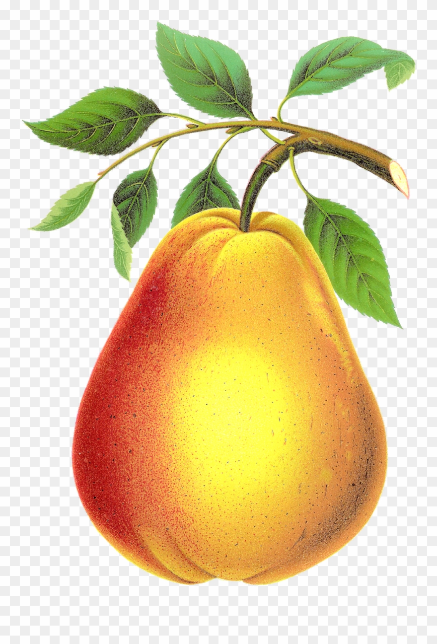 Detail Pear Transparent Background Nomer 51