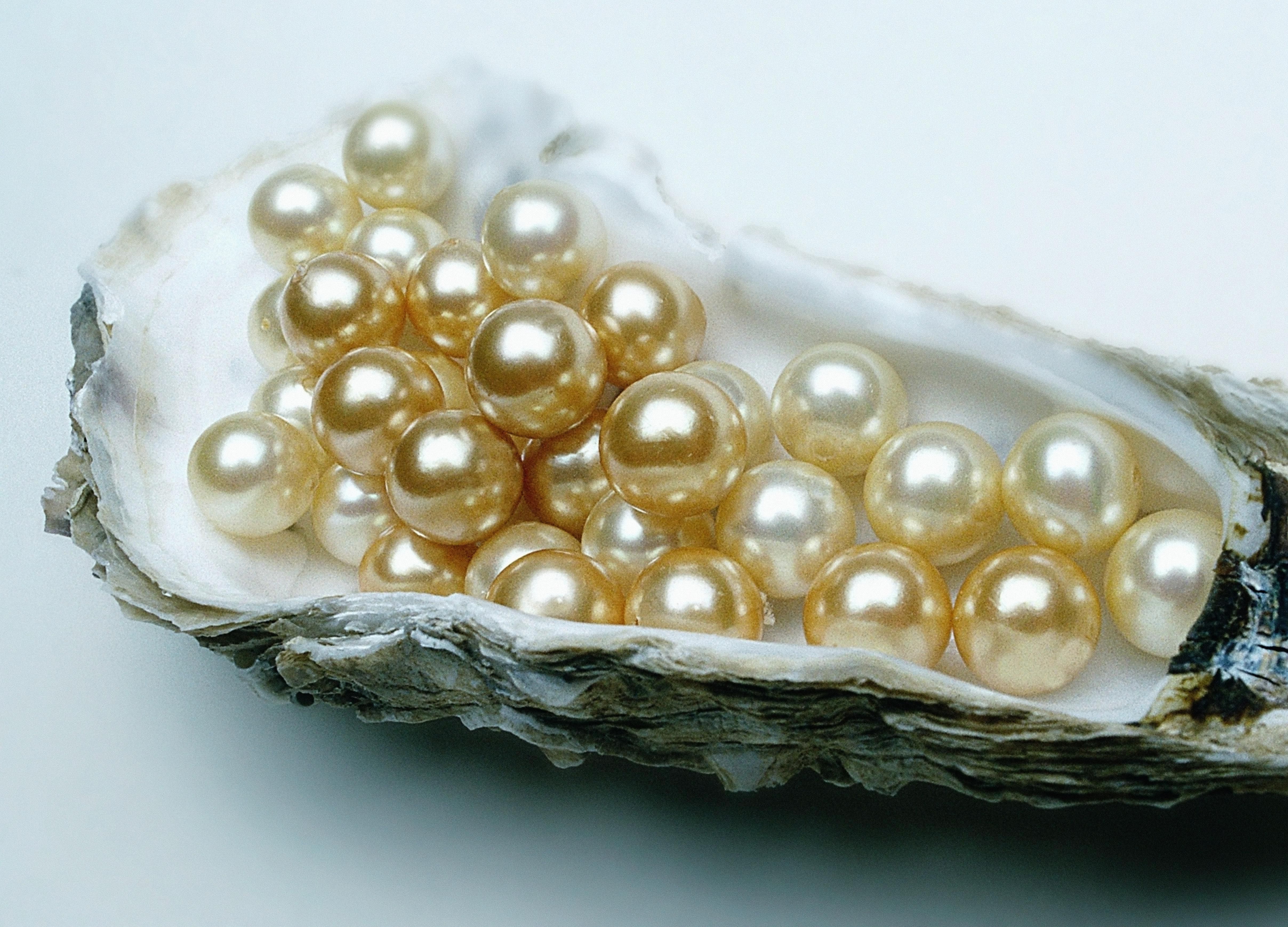 Detail Pearls Images Free Nomer 48