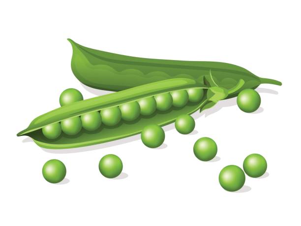 Peas Clipart - KibrisPDR