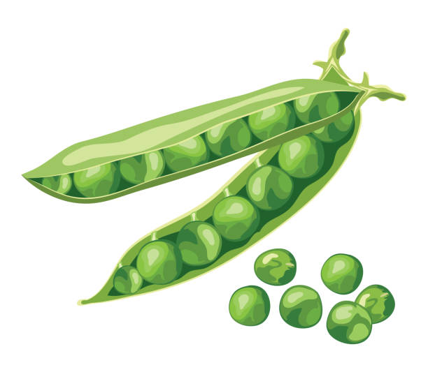 Detail Peas Clipart Nomer 16