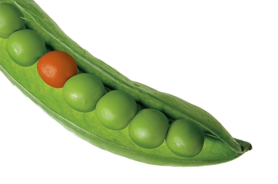 Peas Transparent - KibrisPDR