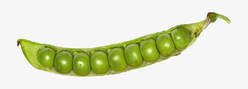 Detail Peas Transparent Nomer 39