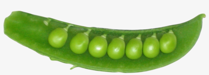 Detail Peas Transparent Nomer 49