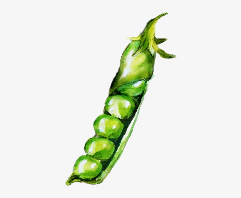 Detail Peas Transparent Nomer 50