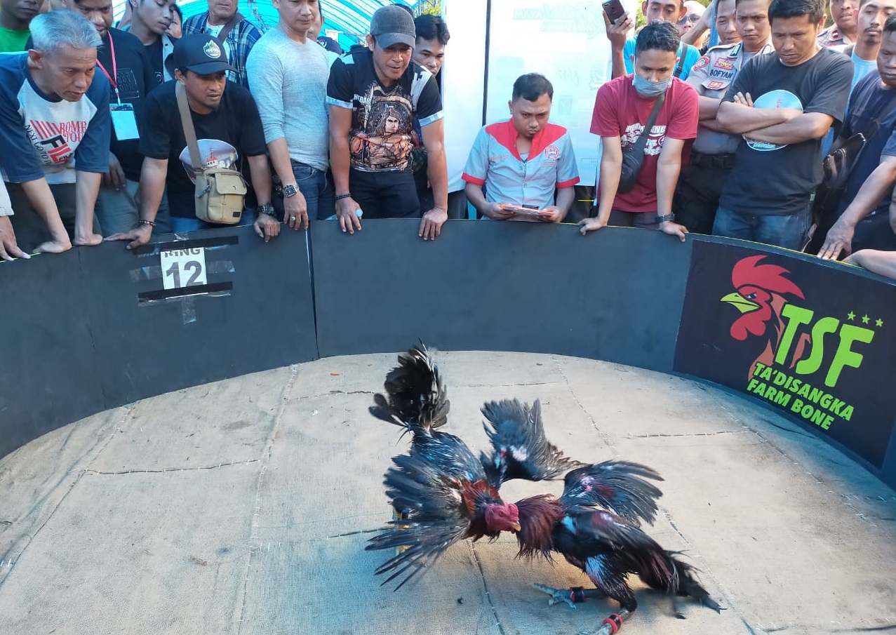 Detail Pecinta Ayam Sabung Nomer 13